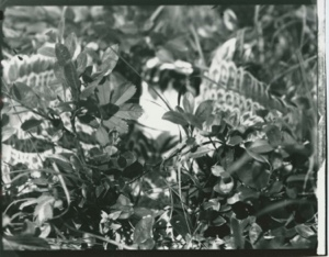 Image of Young Black Gull hiding under foliage